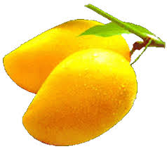 Mangoes Manufacturer Supplier Wholesale Exporter Importer Buyer Trader Retailer in Dapoli Maharashtra India